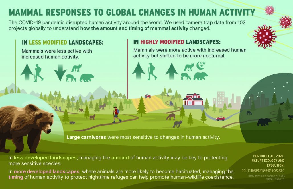 Covid Study: Rural Wildlife More Sensitive to Human Activity