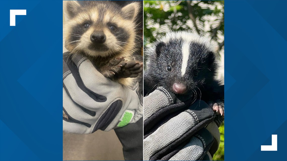 Wicked cute: Springtime in Maine means wild baby animals are on the move