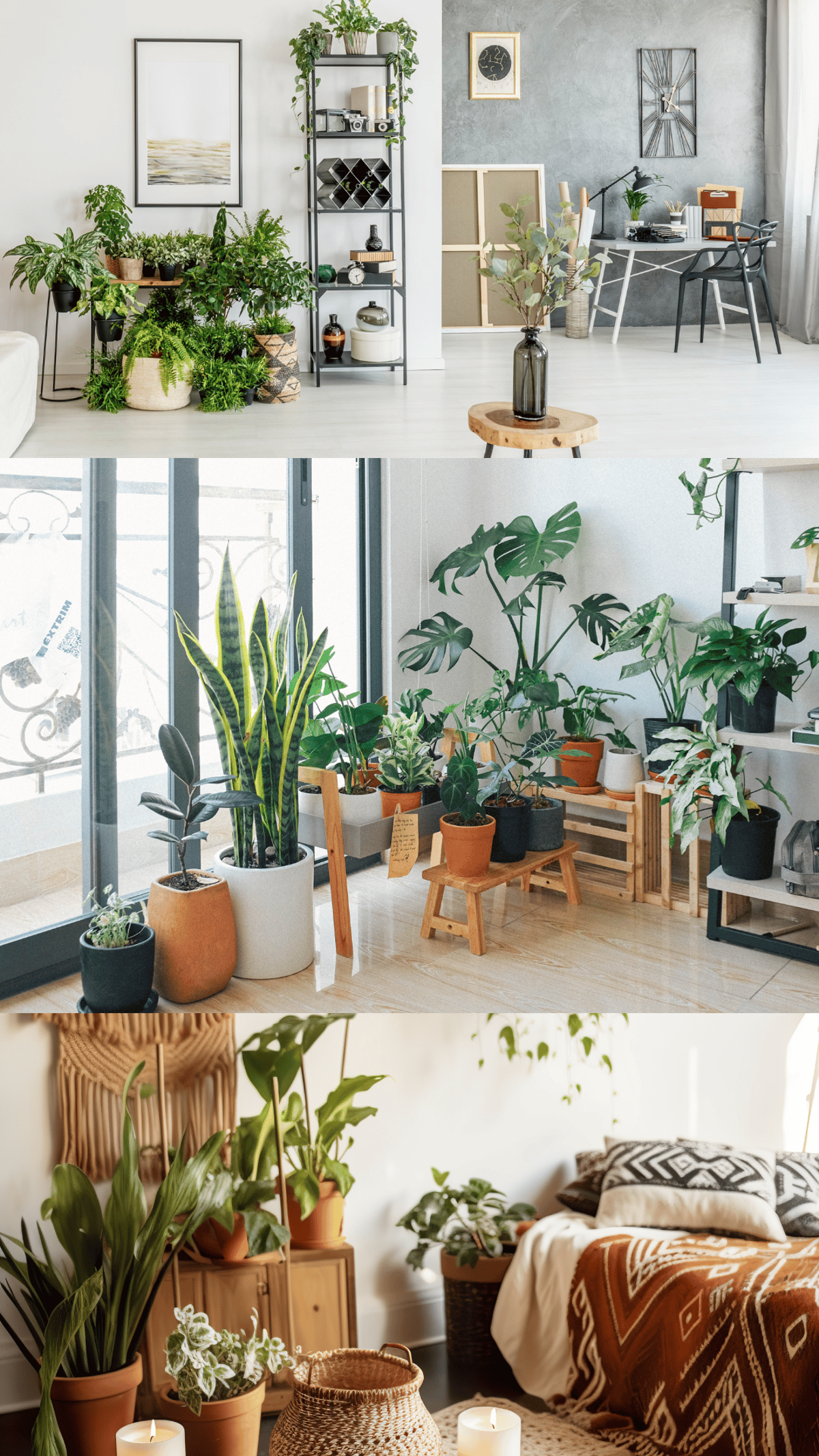 Top 10 Best Plants To Keep For Indoor Home Decor: Learn Which Ones Gives Positive Energy In House