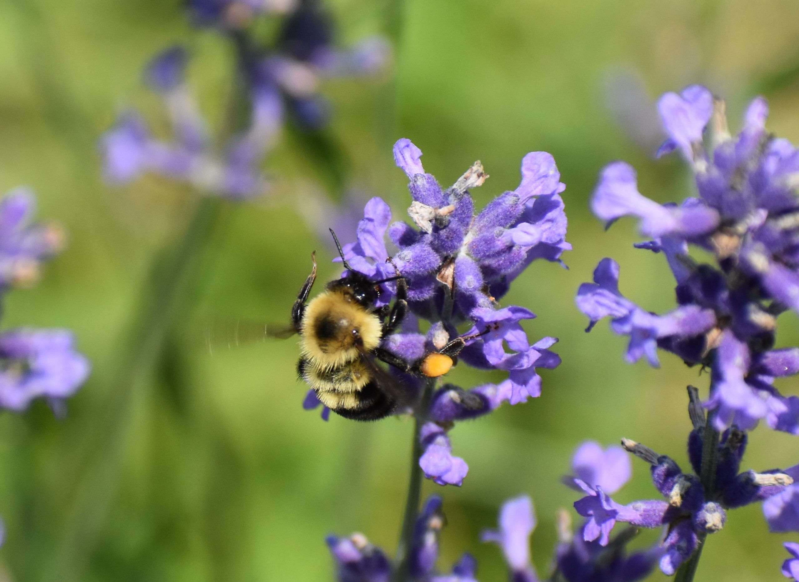 North American cities may see a dramatic shift in urban wildlife species due to climate change