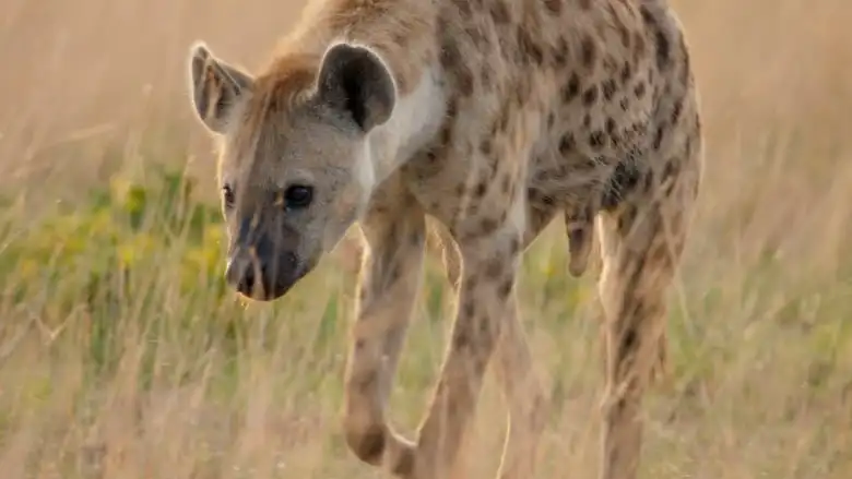 A hyena lopes through a grassy plain.