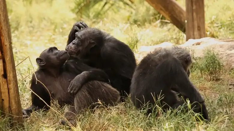 Two apes kiss while another sits idly by