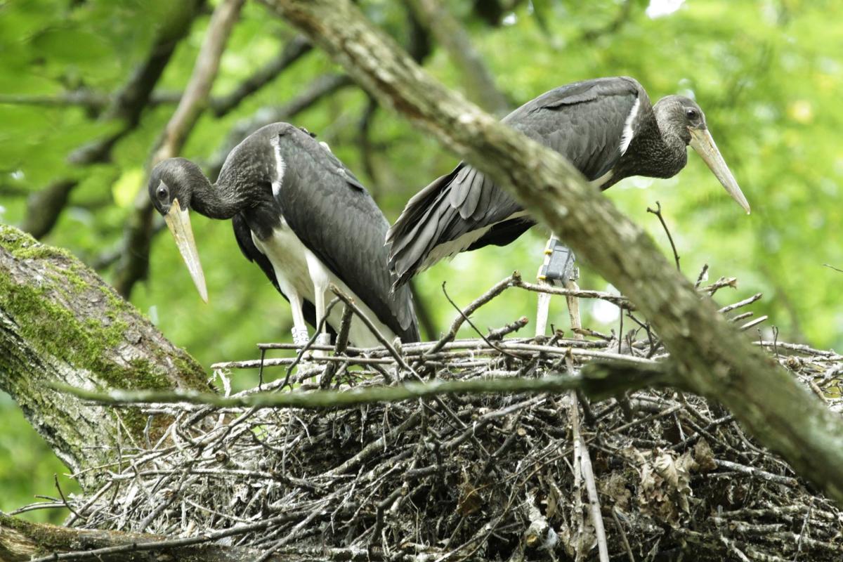 Best practices for the conservation and management of the black stork in Poland