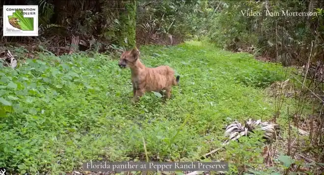 This Florida panther kitten wandered across Tom Mortenson's trail camera at Pepper Ranch Preserve, a Conservation Collier property.