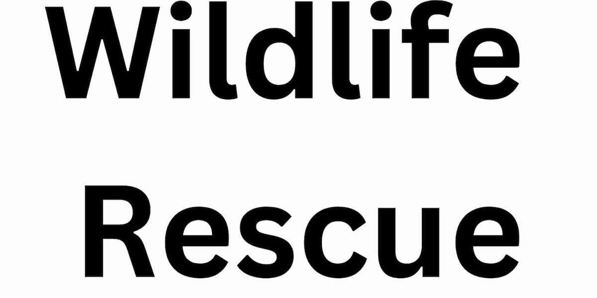 Wild West Wildlife rallying to rescue injured animals amid historic wildfires