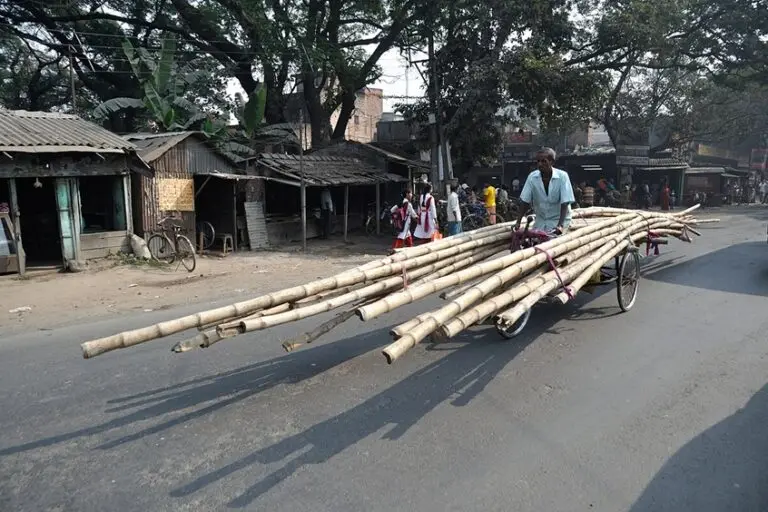 In India, around two million traditional artisans earn their livelihood from the bamboo-based economy that includes harvesting, processing, making new products like baskets, mats, handicrafts, and more, and selling them. Photo by Biswarup Ganguly/Wikimedia Commons