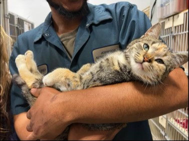 Very friendly cat rescued from car in junkyard moments before it was crushed