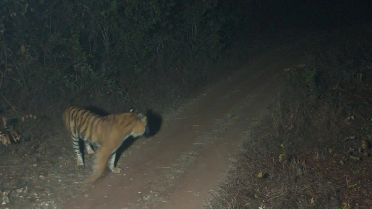 A picture of the tiger ready to hunt, captured by smart AI cameras during the night time got distracted by the hooters