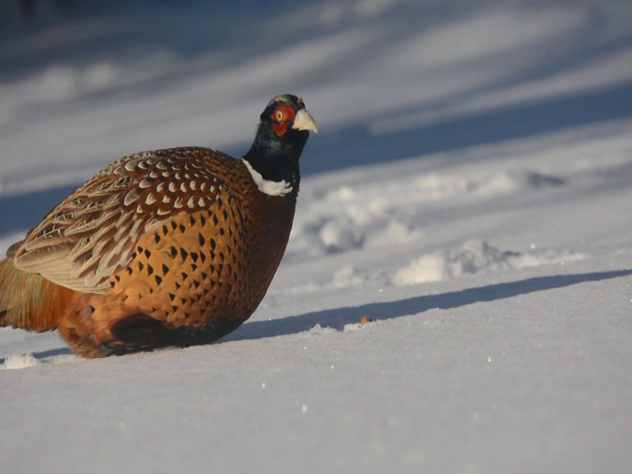 Game and Fish offering free seeds for food plots