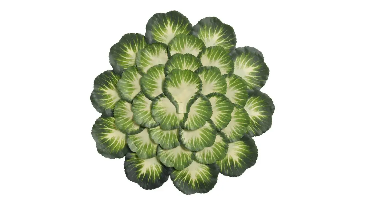 World Market Green Cabbage Layered Placemat cnnu.jpg