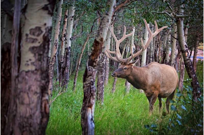 How Washington’s I-90 became safer for wildlife, drivers