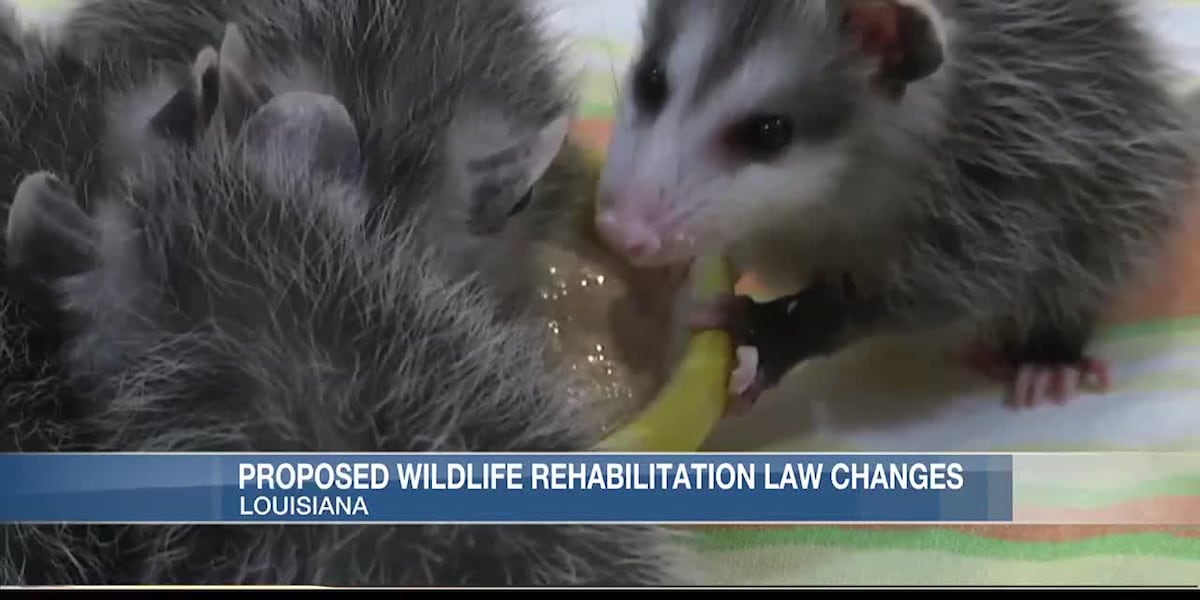 Wildlife rehabilitators concerned state legislation could put animals in the wrong hands