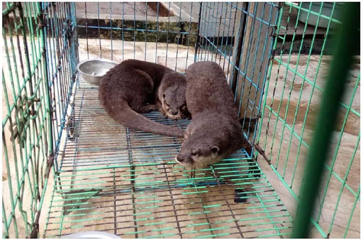 Otters, wildlife farming