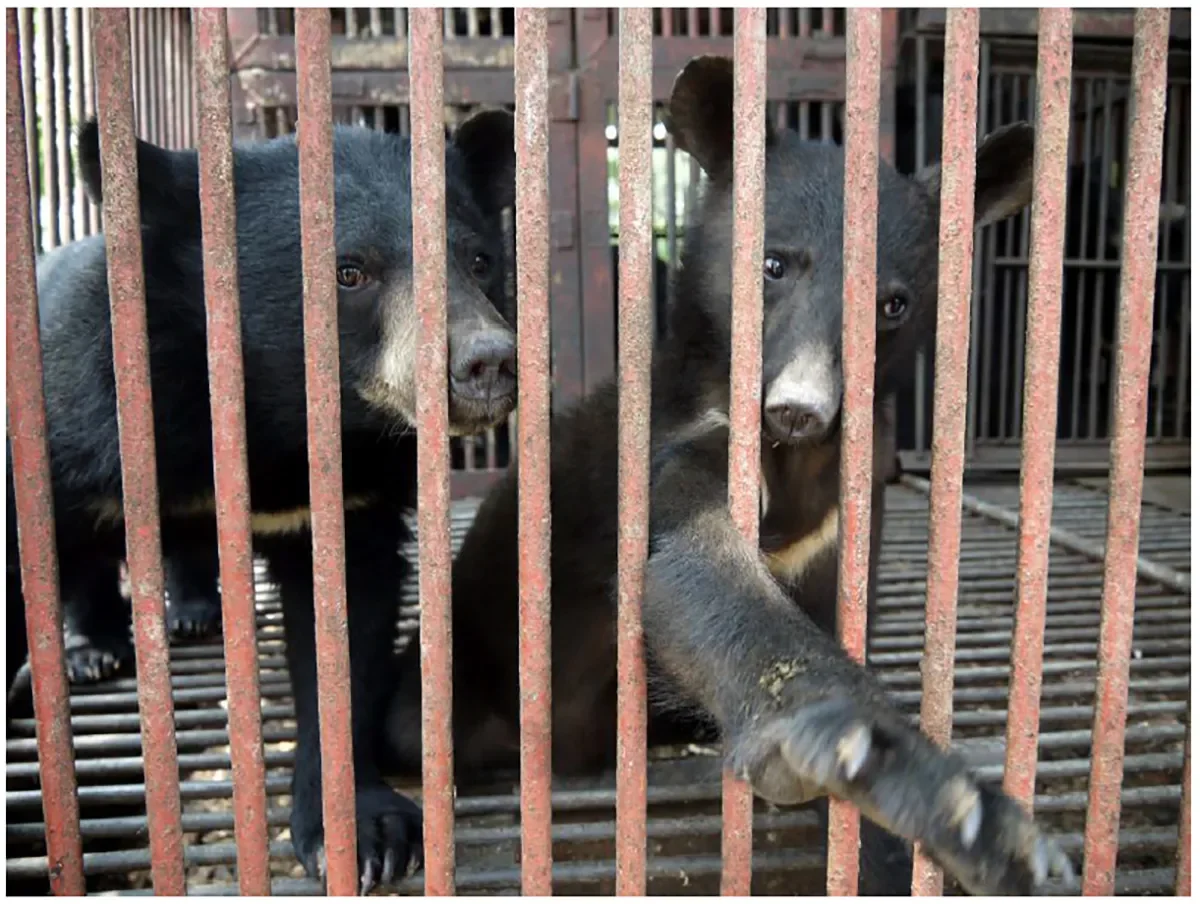 bears, wildlife farming