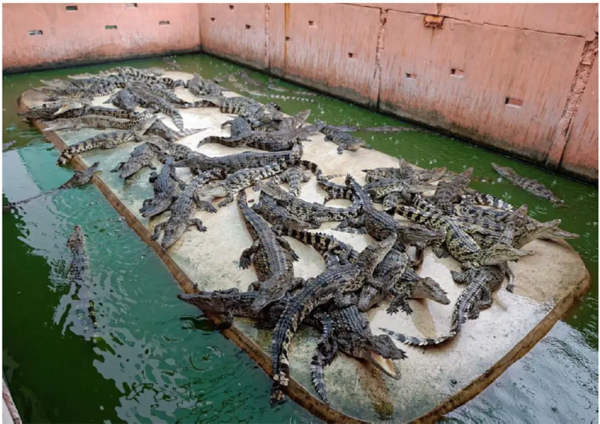 Thailand wildlife farming