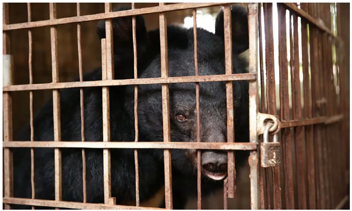 bear bile farm