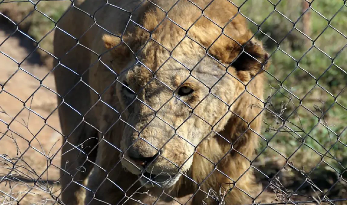 Lion wildlife farming