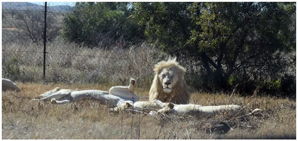 White lions