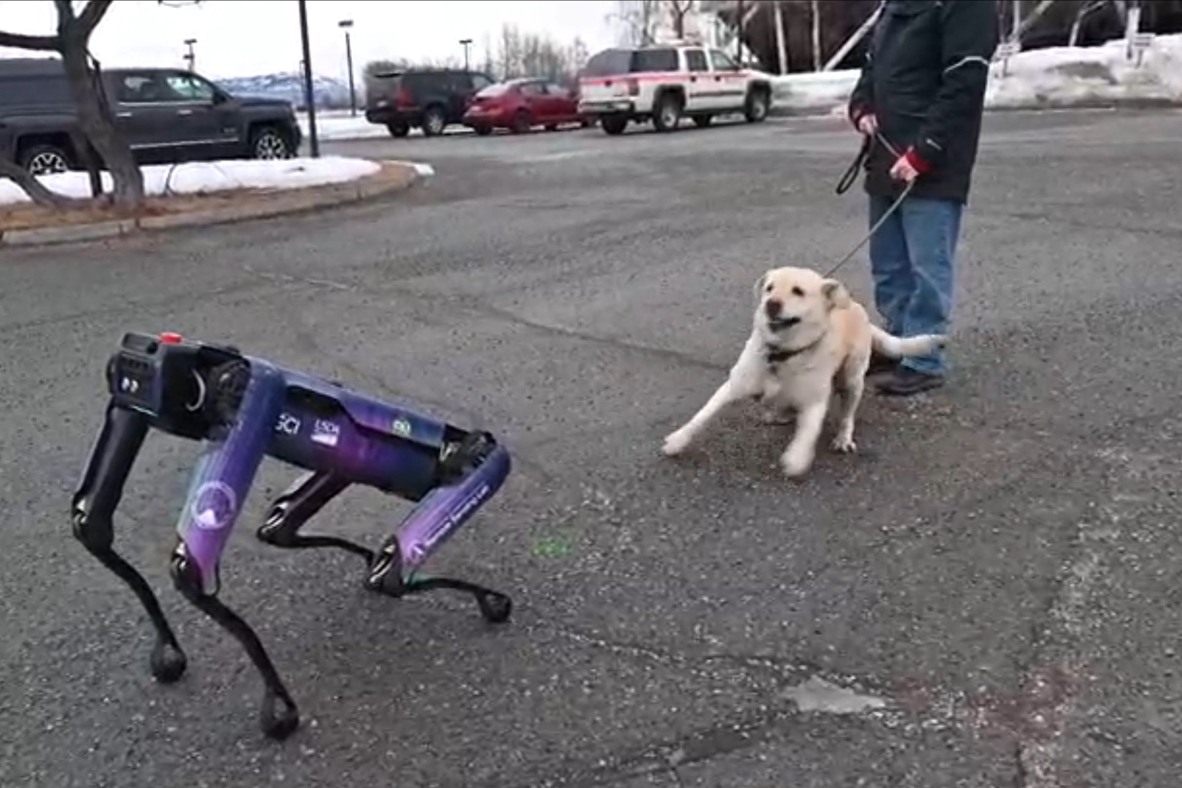 Alaska “hires” robot dog to scare animals away from airport runway