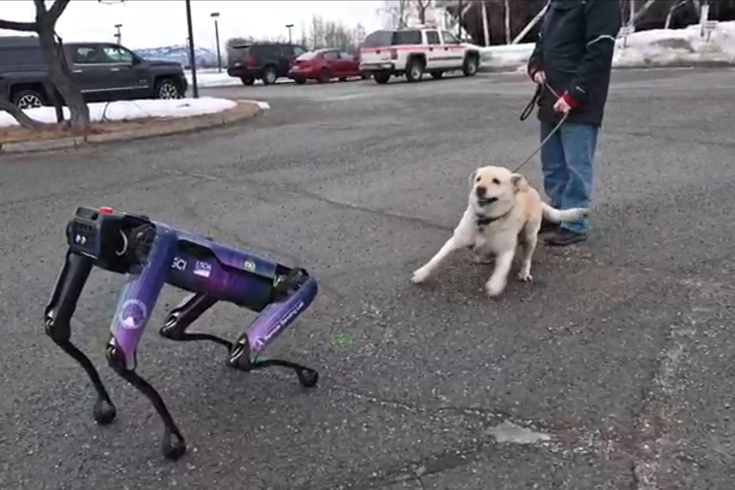 A Boston Dynamics robot scaring a yellow Labrador.