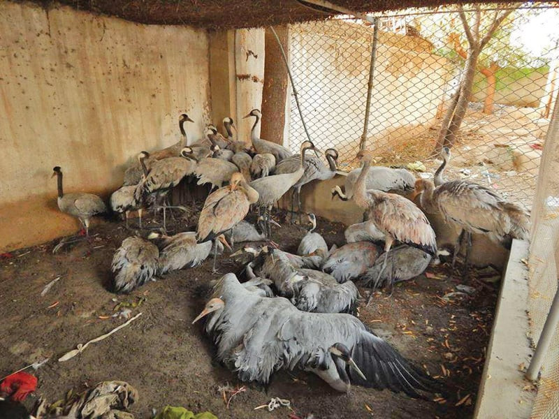 Wildlife Rescue Force planned in Punjab