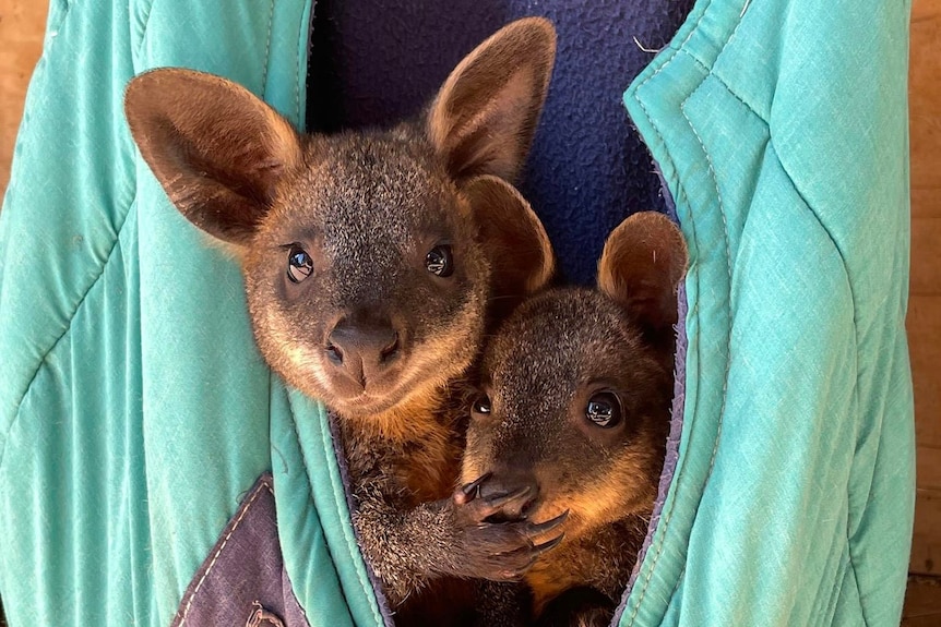 Native animals that survived ‘horrific’ Victorian bushfire now facing increased threat from predators