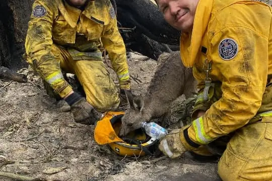 men give water to a young animal