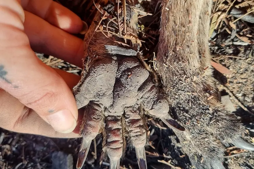 a close up of cracked and burned paws on a dead kanagroo