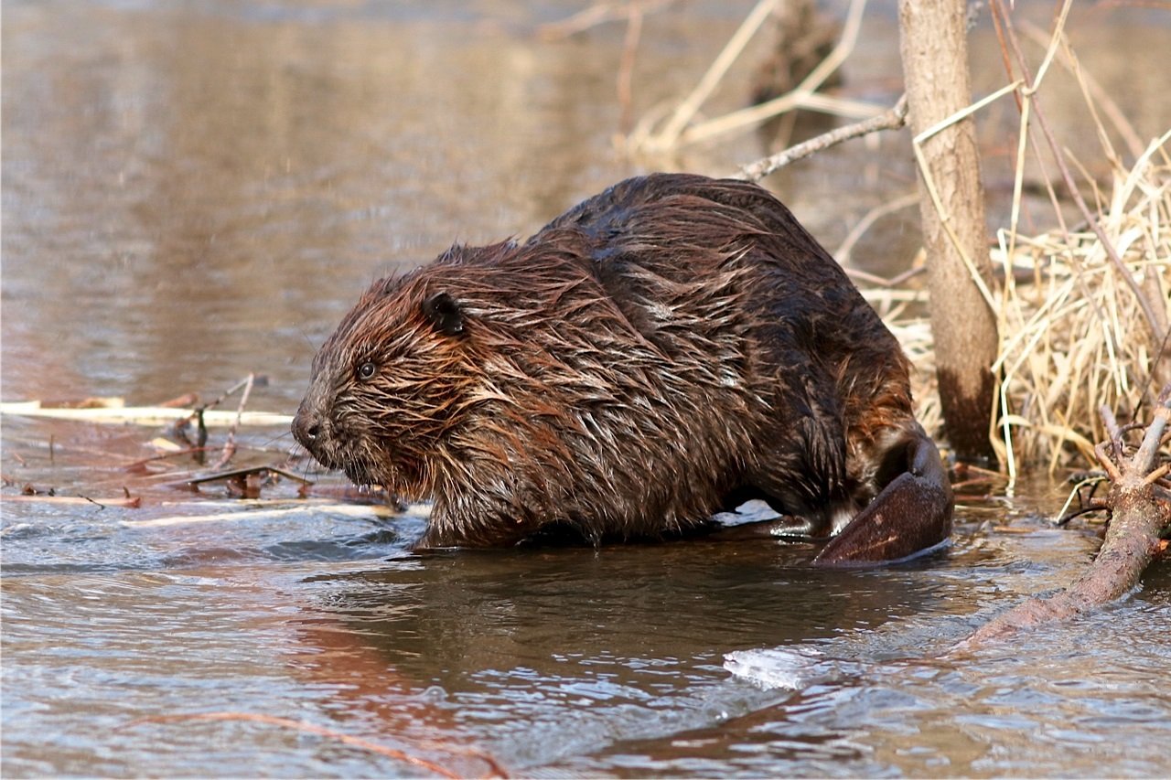 375,000 Native Animals Killed by Federal Program in 2023