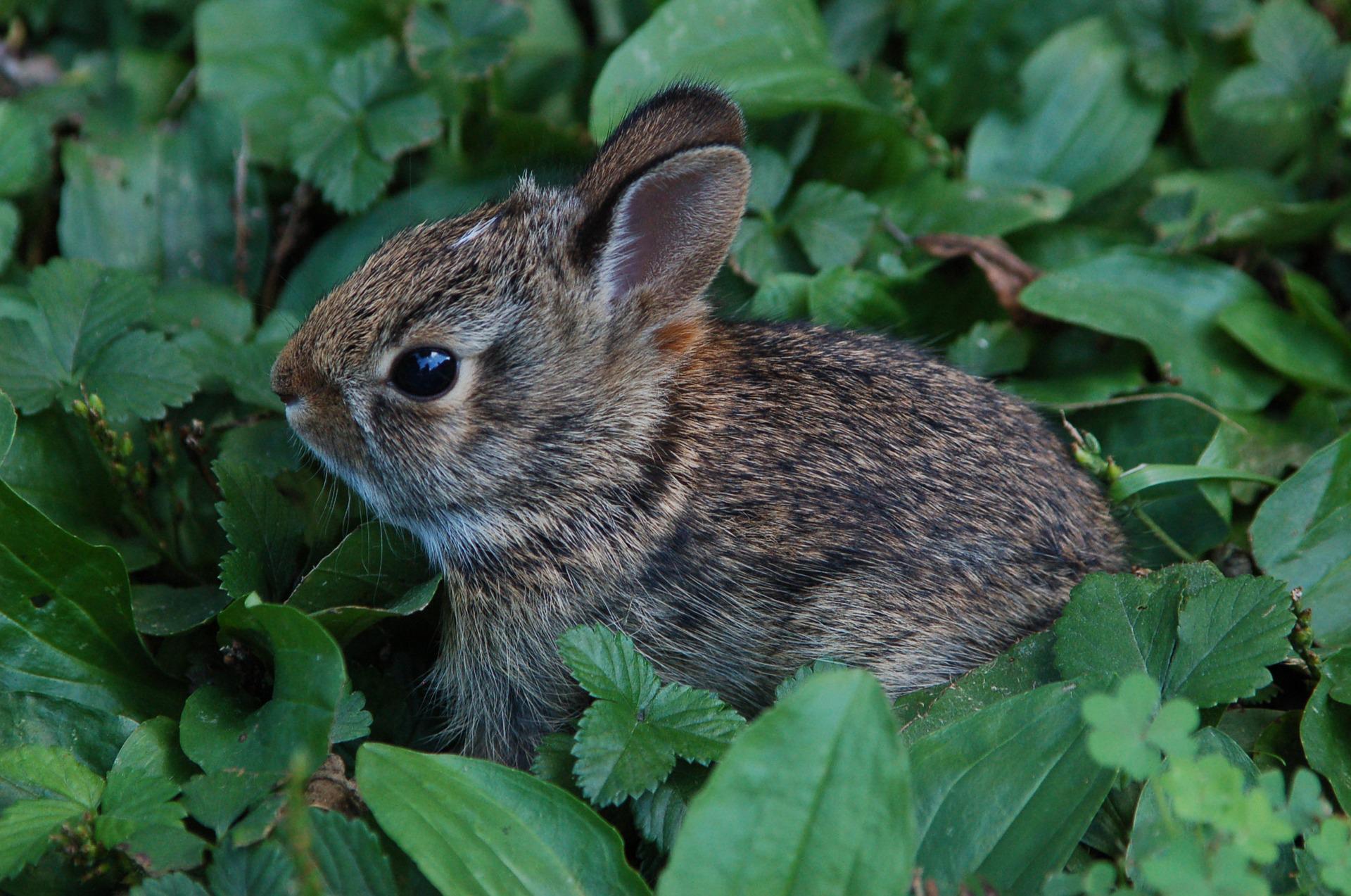 Wildlife update: What to do if you find a baby wild animal