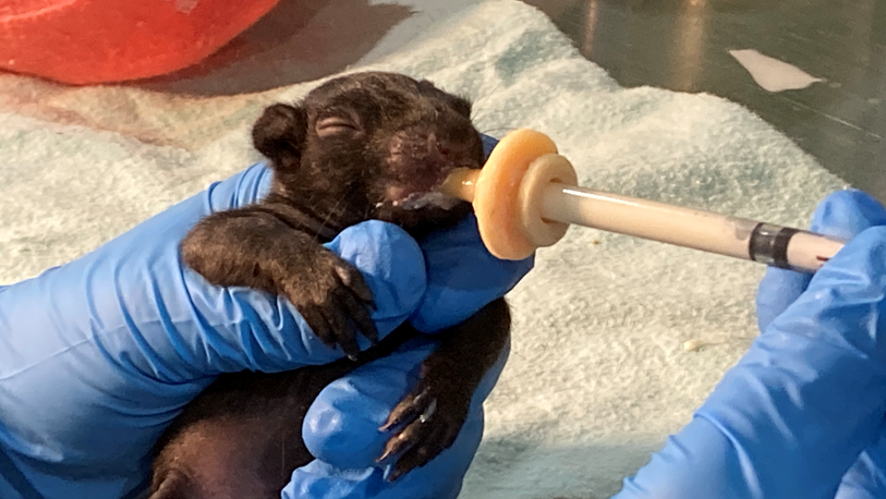 It’s baby season at the Procyon Wildlife Centre