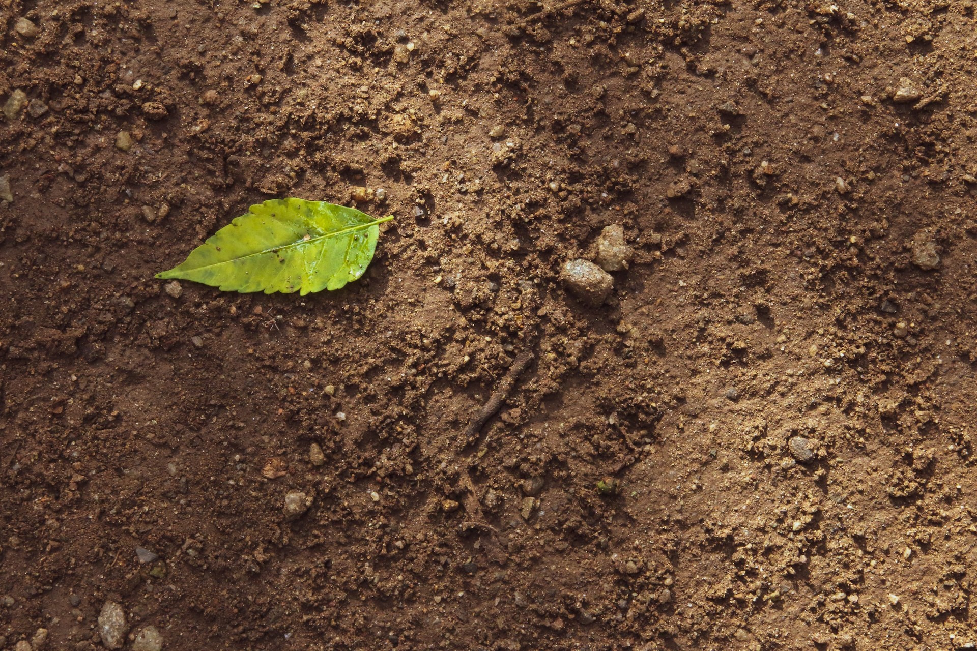 Corvallis Science & Nature: Soil, Soil Everywhere