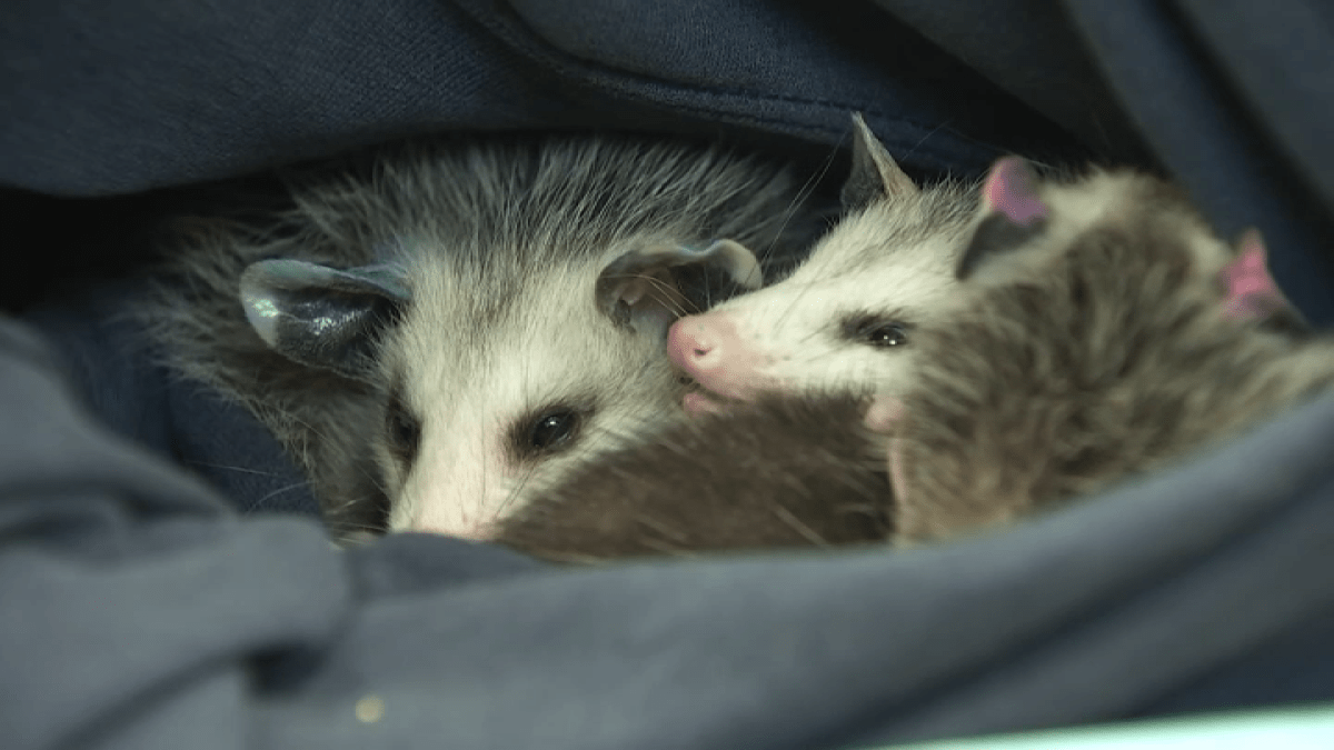 Springtime blooms hundreds of baby animals in need of care in Orange County