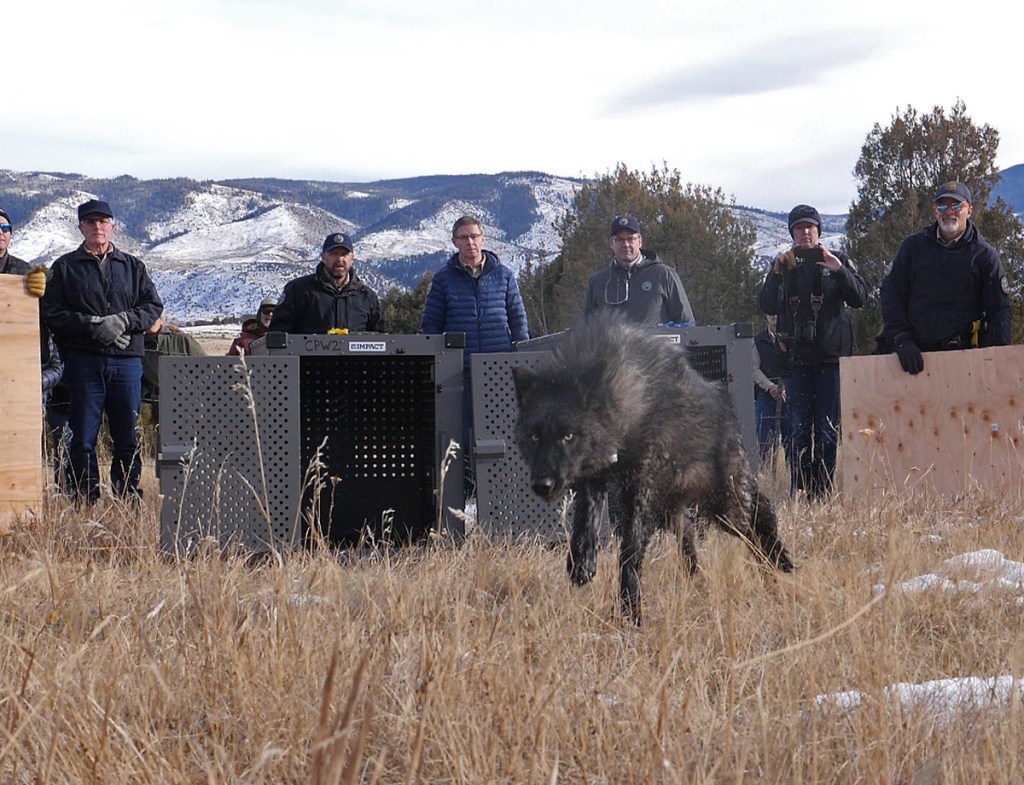 Colorado wolf kills calf in Grand County, but wildlife officials won’t say if reintroduced animal responsible