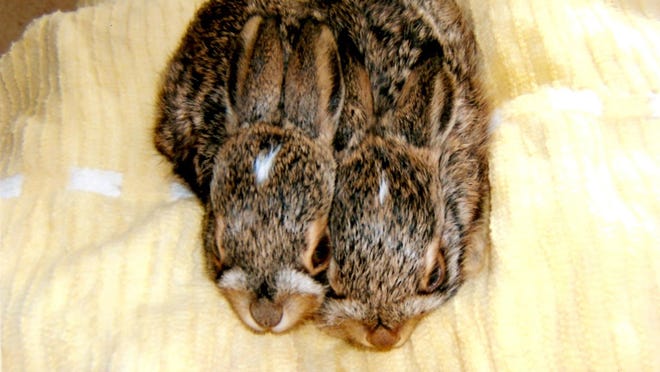 Shasta Wildlife Rescue and Rehabilitation hosts baby animal shower. Bird ‘diapers’ needed