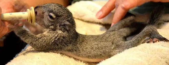 A baby squirrel is hand fed by a volunteer at Shasta Wildlife Rescue and Rehabilitation in Anderson