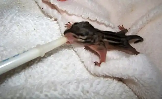 Orphaned animals get food and care at Shasta Wildlife Rescue and Rehabilitation in Anderson.