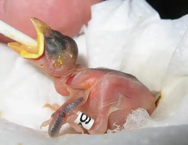 Orphaned newborn birds, like this infant songbird, must eat every 10 to 15 minutes during daylight hours. Shasta Wildlife Rescue and Rehabilitation volunteers care for baby animals until they can be released back into the Shasta County wilderness.