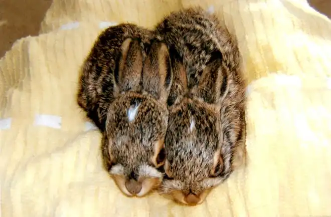 Orphaned baby jackrabbits at Shasta Wildlife Rescue and Rehabilitation in Anderson