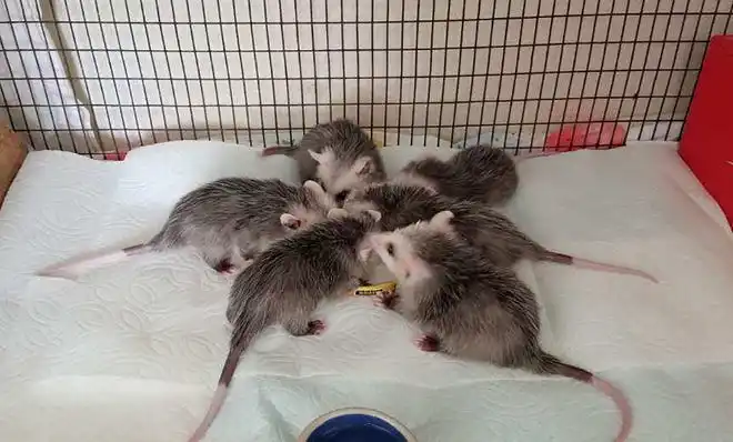 Baby opossum are fostered at the home of a Shasta Wildlife Rescue and Rehabilitation volunteer.