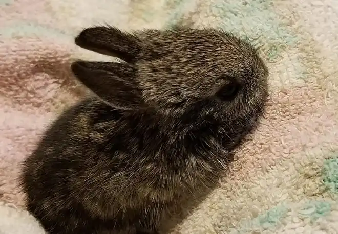 A baby brush rabbit is fostered at the home of a Shasta Wildlife Rescue and Rehabilitation volunteer.