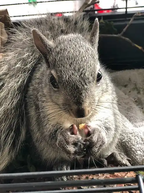 A young squirrel under the care of Shasta Wildlife Rescue and Rehabilitation volunteers.