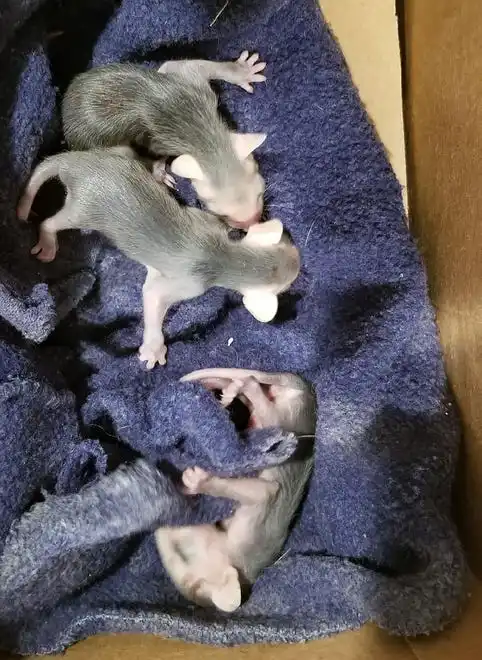 Baby squirrels under the care of Shasta Wildlife Rescue and Rehabilitation volunteers.