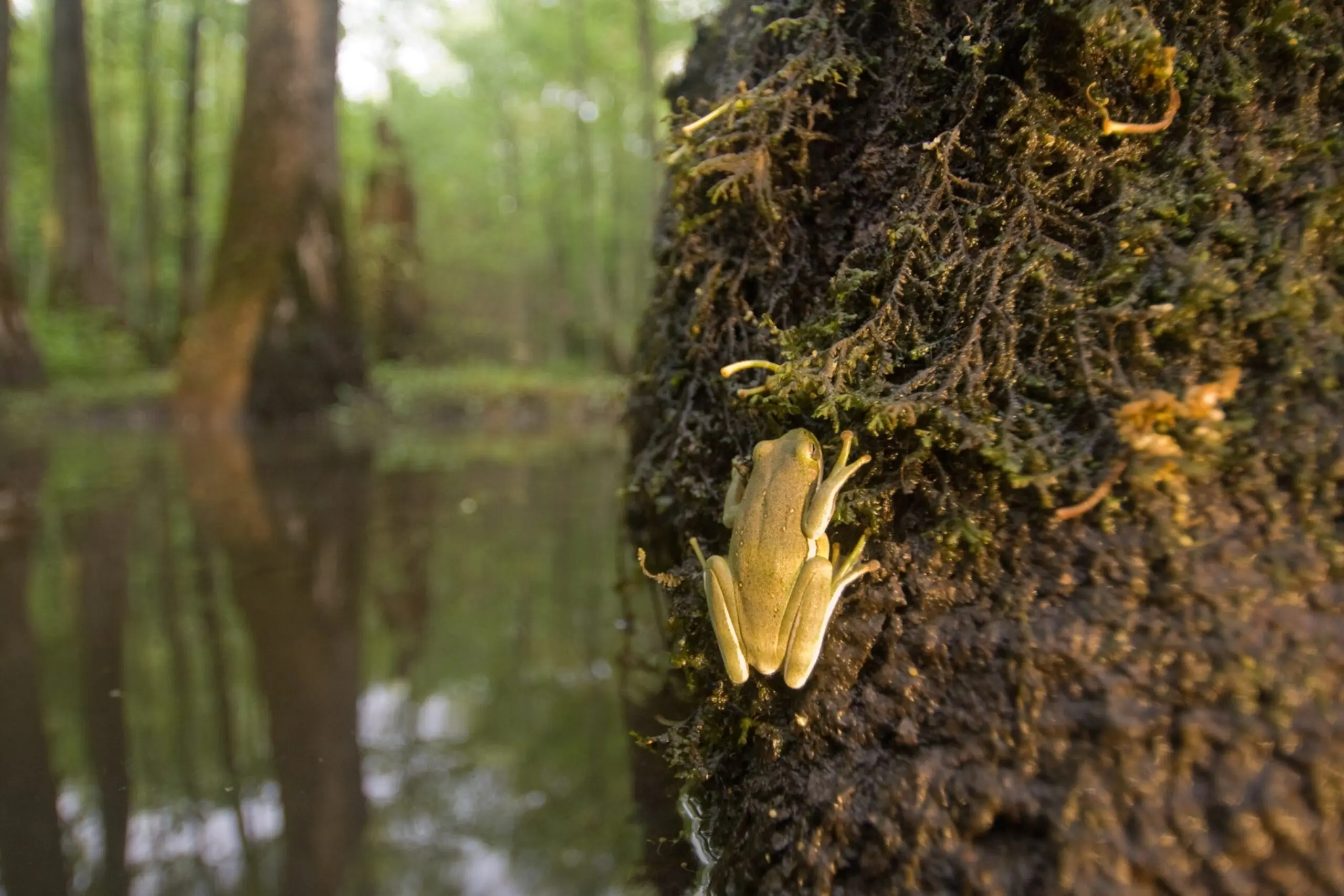 A yellow frog sits on a tree in the foreground.