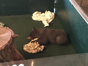 Wildlife Defenders to Converge on Wellsville Baby Bear Event With Warning: Animals Aren’t Props