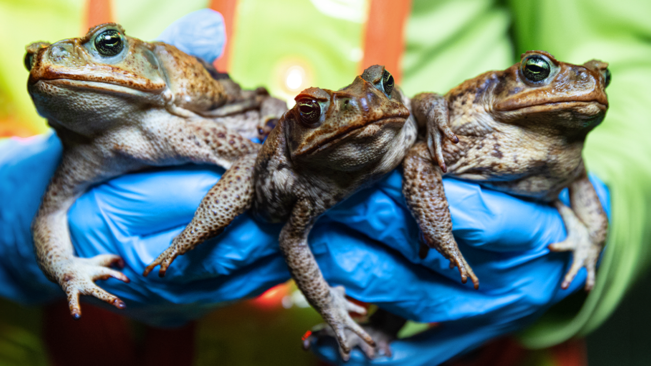 Fascinating Fails: Invasion of the Toxic Toads: Nature’s Most Successful Failure