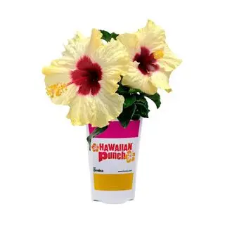 Hibiscus in an off white with a pinkish center