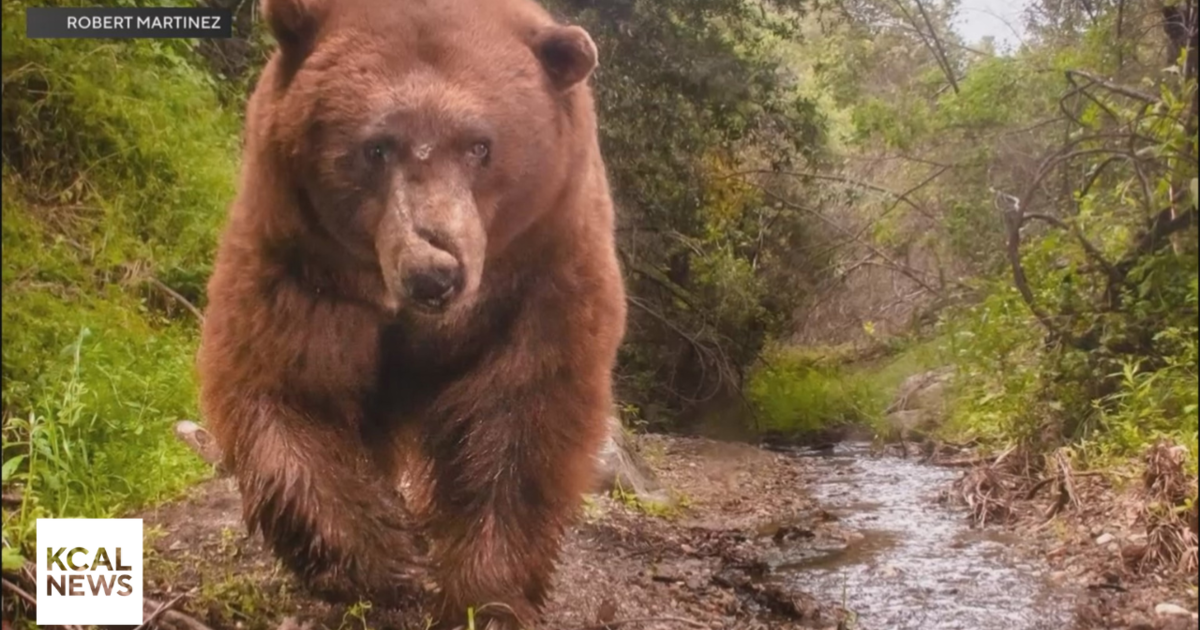 “Wildlife on the Edge” documentary makes the animals in Southern California’s mountains the stars