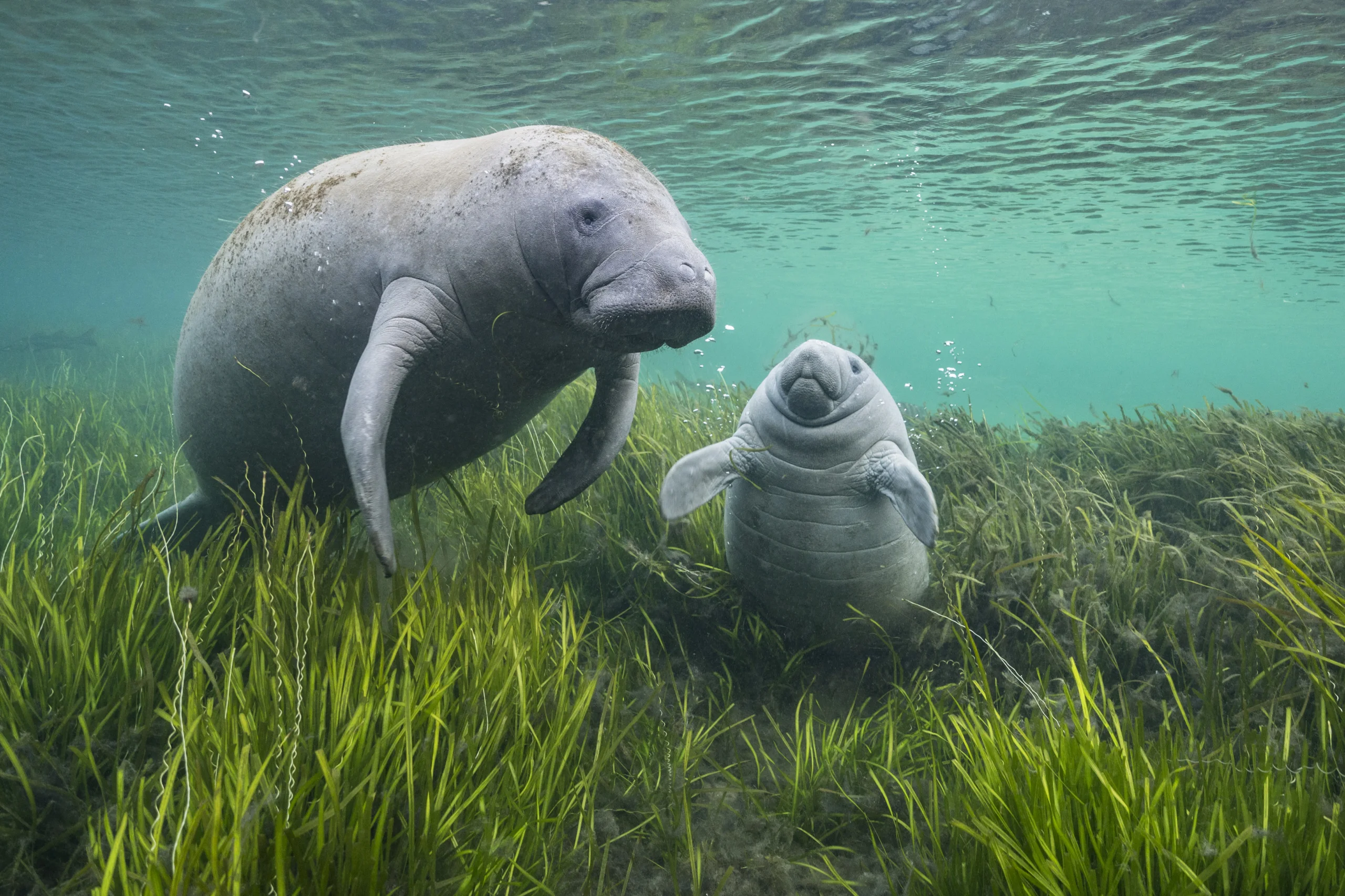 Florida manatee