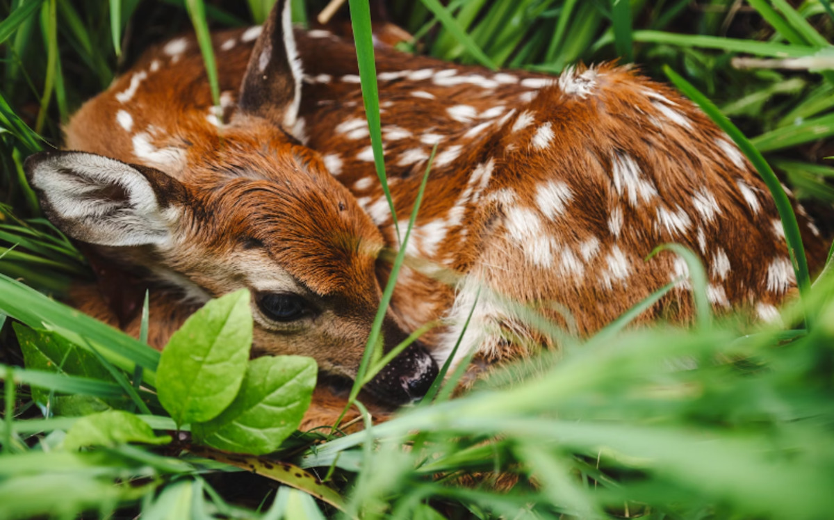 Wildlife Experts Urge Texans to Avoid Interfering with Young Animals in Spring Season